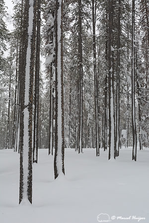 Snow covered tree stems, Chief Joseph Pass, Idaho, USA