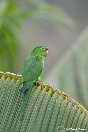 White-eyed parakeet or white-eyed conure (Psittacara leucophthalma), São Roque de Minas , Minas Gerais, Brazil