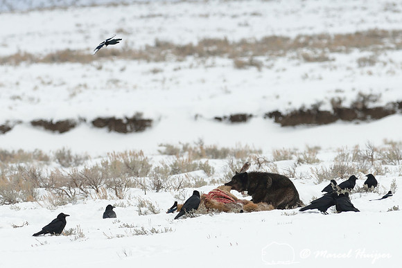 Black wolf (Canis lupus) with radio colar on elk carcass, Wyoming, USA