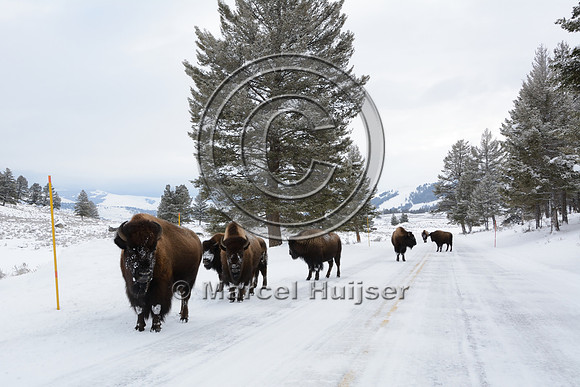 Bison (Bison bison) on the road, Wyoming, USA