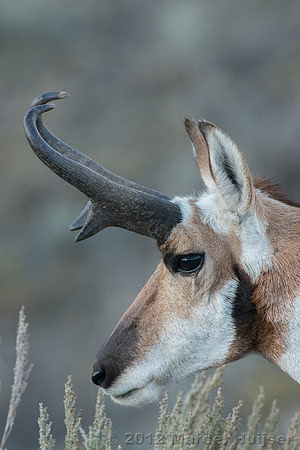 Pronghorn buck (Antilocapra americana), Wyoming, USA