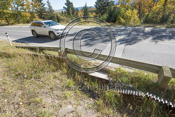 Barrier screens (fences) and culverts for long-toed salamander (