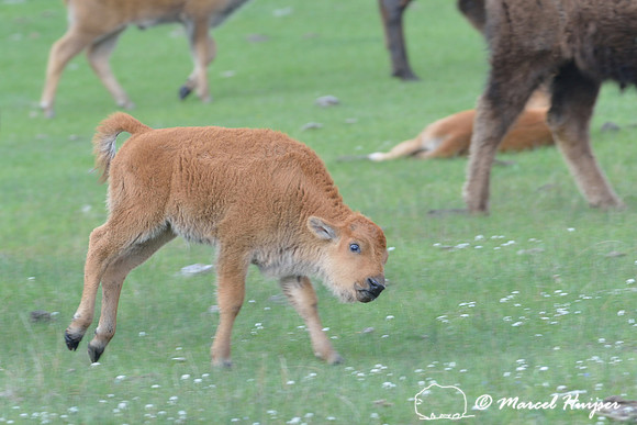 Frolicking baby bison (Bison bison), Yellowstone National Park, Wyoming, USA
