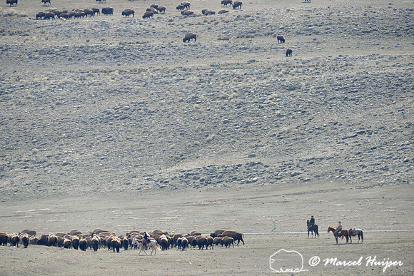 Bison (Bison bison) being herded back towards Yellowstone National park, between Gardiner and Yankee Jim Canyon, Montana, USA