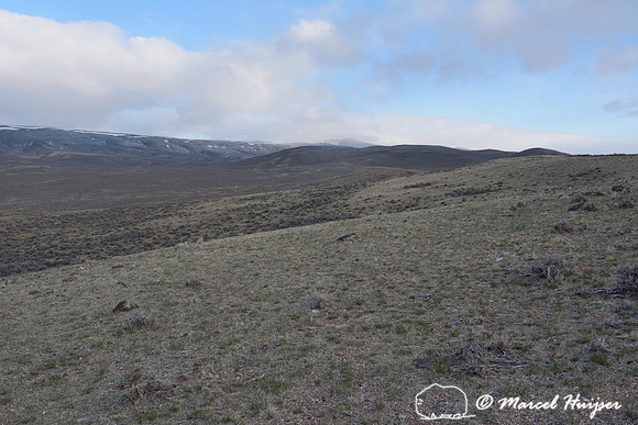 Greater sage-grouse (Centrocercus urophasianus) lek, Montana, USA