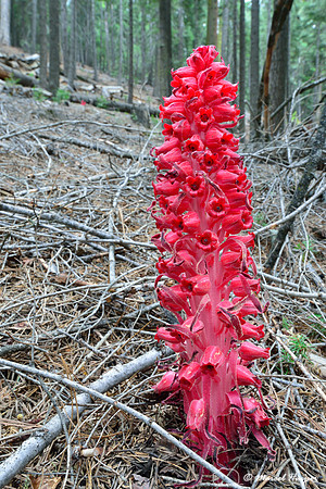Snow Plant (Sarcodes sanguinea), Yosemite National Park, California, USA