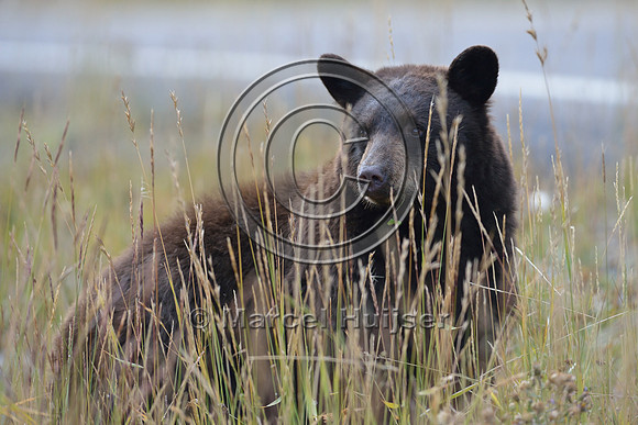 Black bear (Ursus americanus) next to road, Wyoming, USA