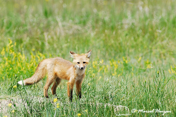Red fox (Vulpes vulpes) kit venturing outside the den, Montana, USA
