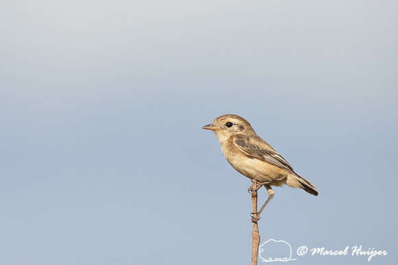 Cock-tailed tyrant (Alectrurus tricolor), female, Parque Nacional da Serra da Canastra, Minas Gerais, Brazil (vulnerable, IUCN 2014)