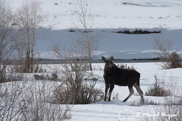 Bull moose (Alces alces) with shed antlers browsing willows alon