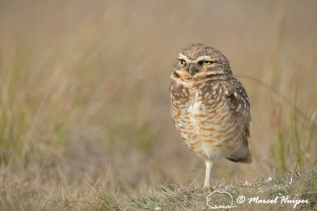 Burrowing owl (Athene cunicularia), Estação Experimental e a Estação Ecológica de Itirapina, São Paulo, Brazil