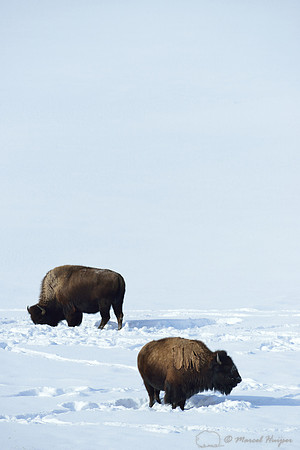 Bison (Bison bison) in the snow, Wyoming, USA