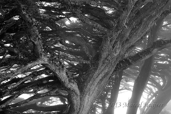 Bend coastal trees in fog, Point Reyes National Seashore, California, USA
