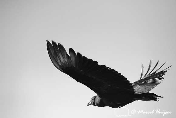 Black vulture (Coragyps atratus) Tanquã wetland, Rio Piracicaba, São Paulo, Brazil