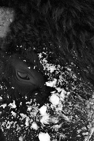 Bison (Bison bison) moving head side to side to move snow to access vegetation under the snow, Wyoming, USA