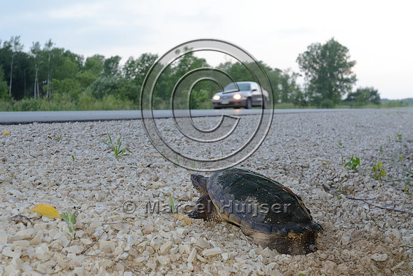 Common snapping turtle (Chelydra serpentina) laying eggs along highway 49, Horicon Marsh, Wisconsin, USA