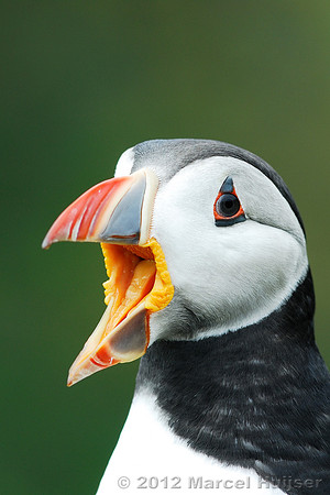 Puffin Fratercula arctica, Wales