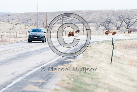 Cattle along the road, near Zortman, Montana