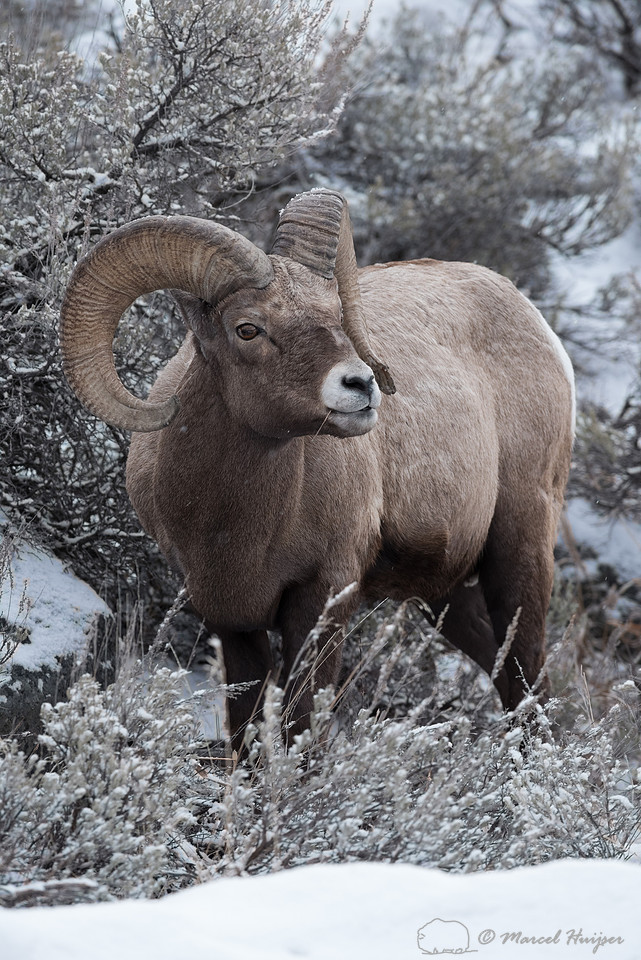 Bighorn sheep ram (Ovis canadensis) forgaging, Wyoming, USA