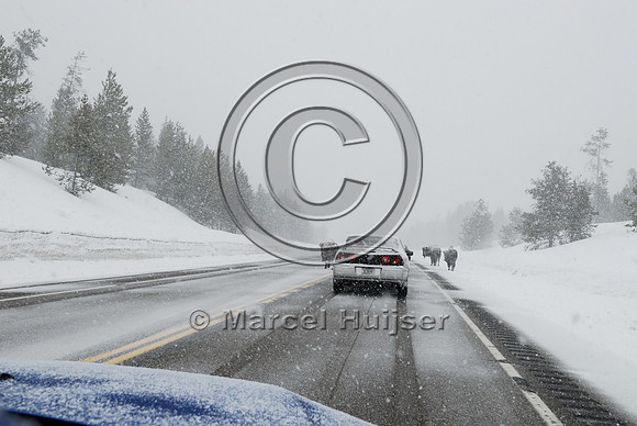 Bison (Bos bison) on road in snowstorm with traffic, MT