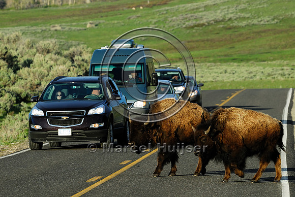Bison (Bos bison) crossing the road, WY