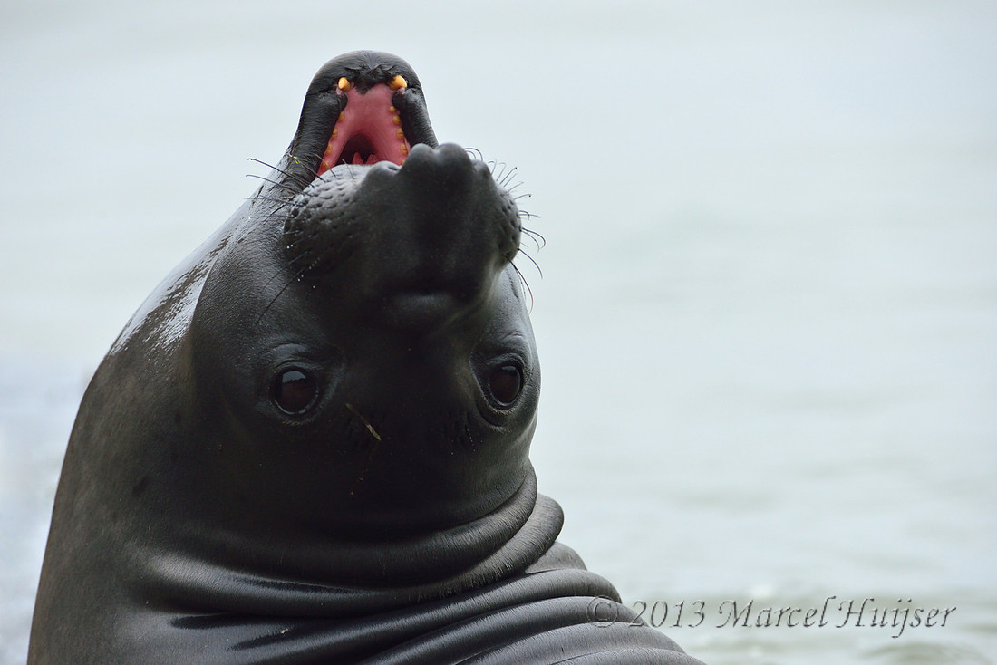 Northern elephant seal (Mirounga angustirostris), looking back and mouth open, Point Reyes National Seashore, California, USA