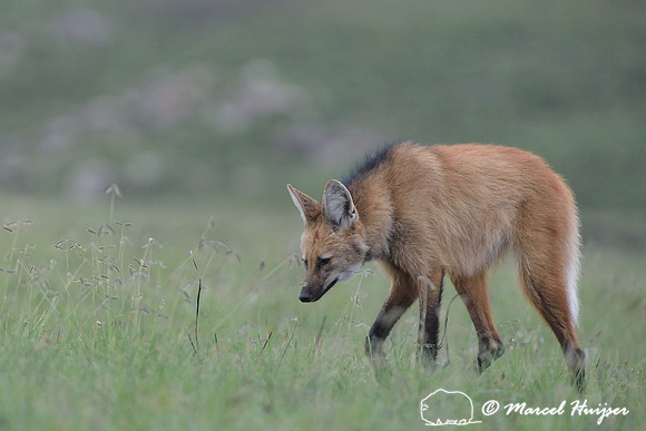 Maned wolf (Chrysocyon brachyurus), Parque Nacional da Serra da Canastra, Minas Gerais, Brazil