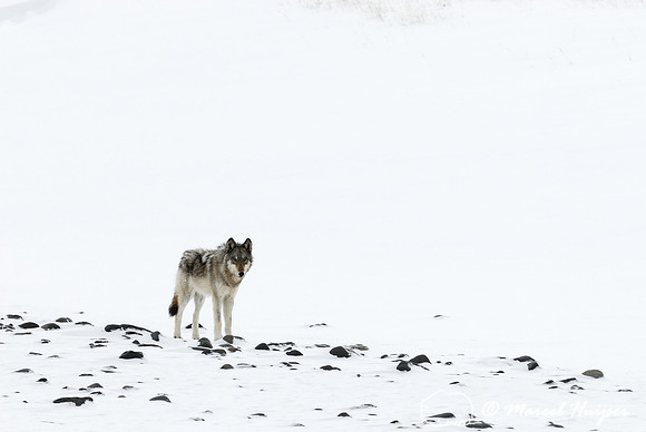 Wolf (Canis lupus), Wyoming, USA