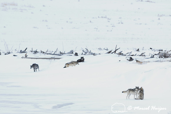 Wolf (Canis lupus), Wyoming, USA