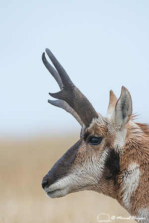 Pronghorn buck (Antilocapra americana), Montana, USA
