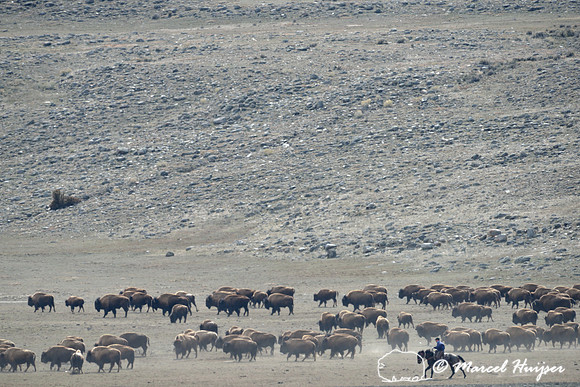 Bison (Bison bison) being herded back towards Yellowstone National park, between Gardiner and Yankee Jim Canyon, Montana, USA