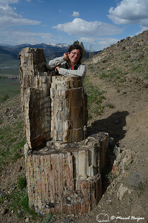 Bethanie Walder and petrified tree trunk, Yellowstone Petrified Forest, Specimen Ridge, Yellowstone National Park, Wyoming, USA