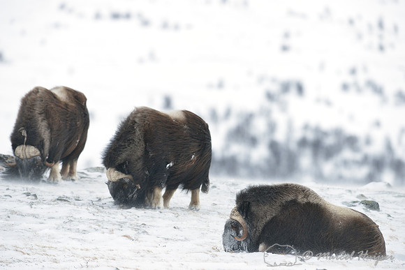 Muskoxen (Ovibos moschatus) grazing and ruminating, Dovrefjell National Park, Norway