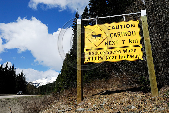 Wildlife warning sign, Caution caribou next 7 km, reduce speed when wildlife near highway, British Columbia, Canada