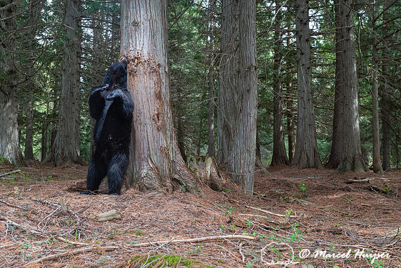 American black bear (Ursus americanus) at rub tree, Montana
