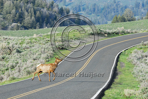 Elk (Cervus canadensis) approaching and crossing road, WY