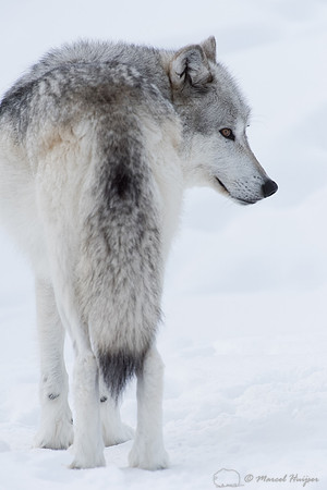 Wolf (Canis lupus)  in the snow, Montana, USA