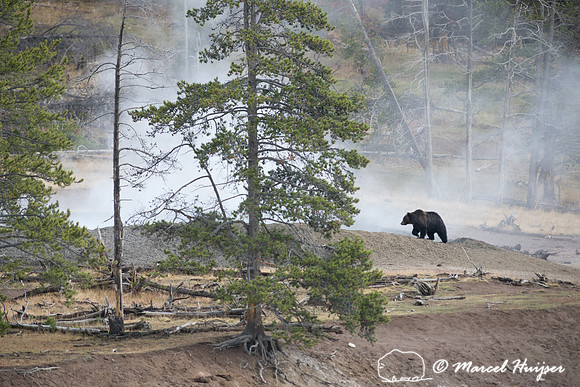 Grizzly bear (Ursus arctos) and geyser,  Wyoming, USA