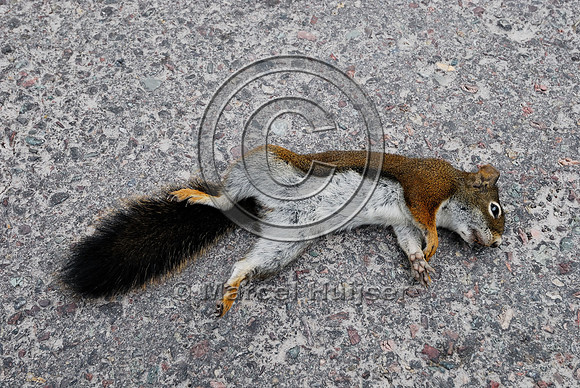 Red squirrel (Tamiasciurus hudsonicus) roadkill, Montana, USA