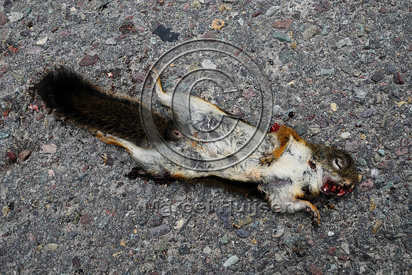 Red squirrel (Tamiasciurus hudsonicus) roadkill, Montana, USA
