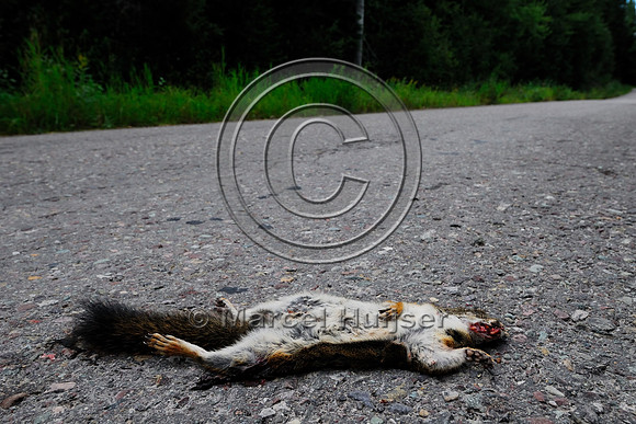 Red squirrel (Tamiasciurus hudsonicus) roadkill, Montana, USA