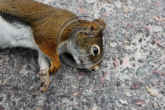 Red squirrel (Tamiasciurus hudsonicus) roadkill, Montana, USA