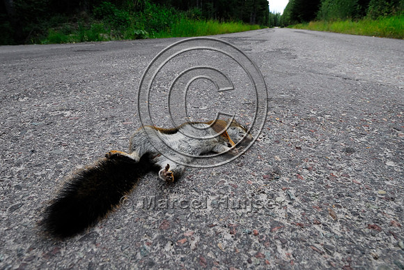 Red squirrel (Tamiasciurus hudsonicus) roadkill, Montana, USA