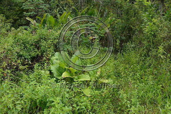 Vegetation adjacent to wildlife underpass, RS-486, Reserva Biológica Mata Paludosa, Rio Grande do Sul, Brazil