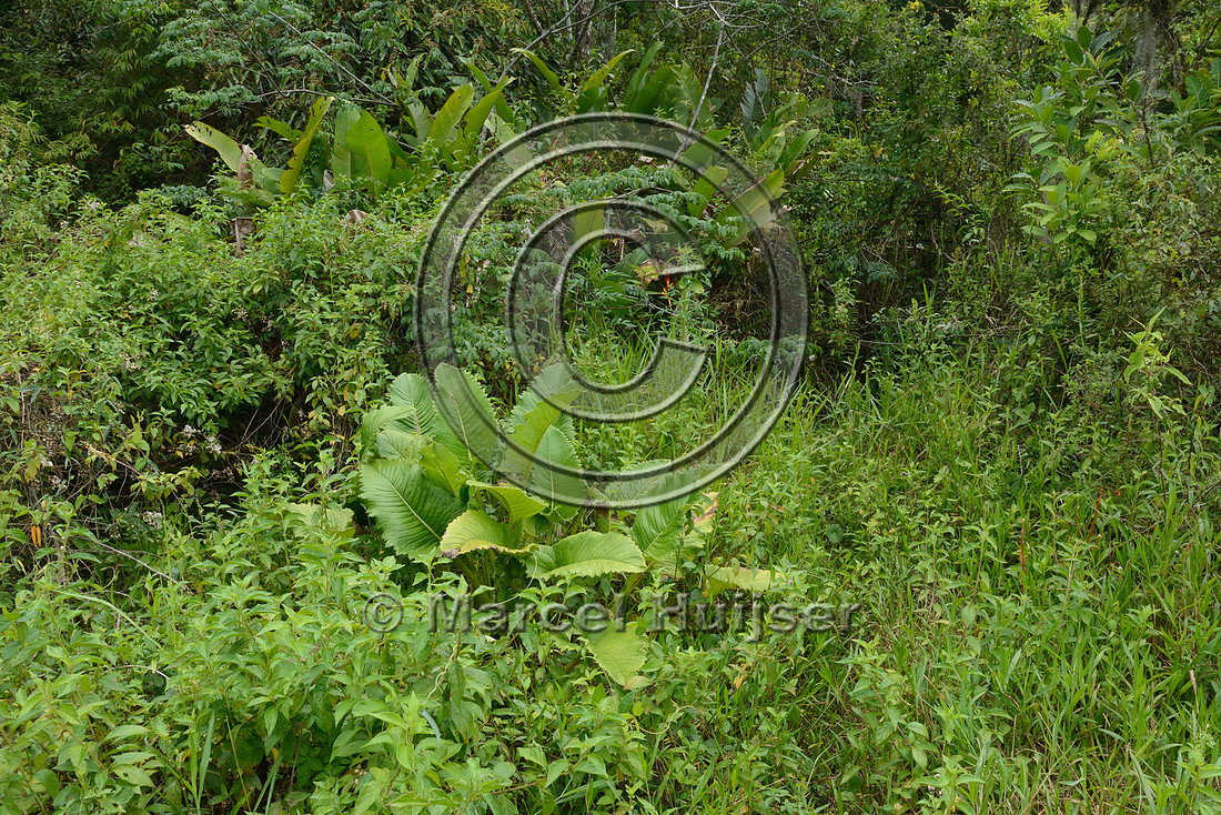 Vegetation adjacent to wildlife underpass, RS-486, Reserva Biológica Mata Paludosa, Rio Grande do Sul, Brazil