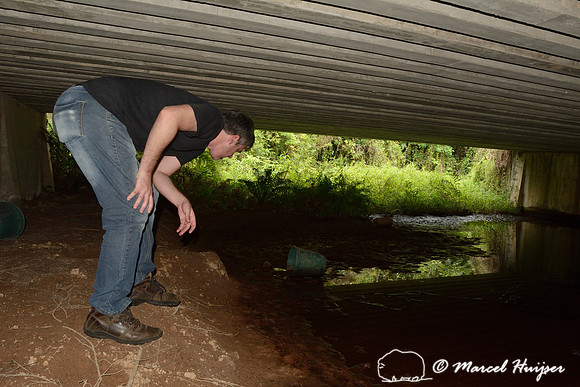 Andreas Kindel looks for animal tracks at wildlife underpass, RS-486, Reserva Biológica Mata Paludosa, Rio Grande do Sul, Brazil