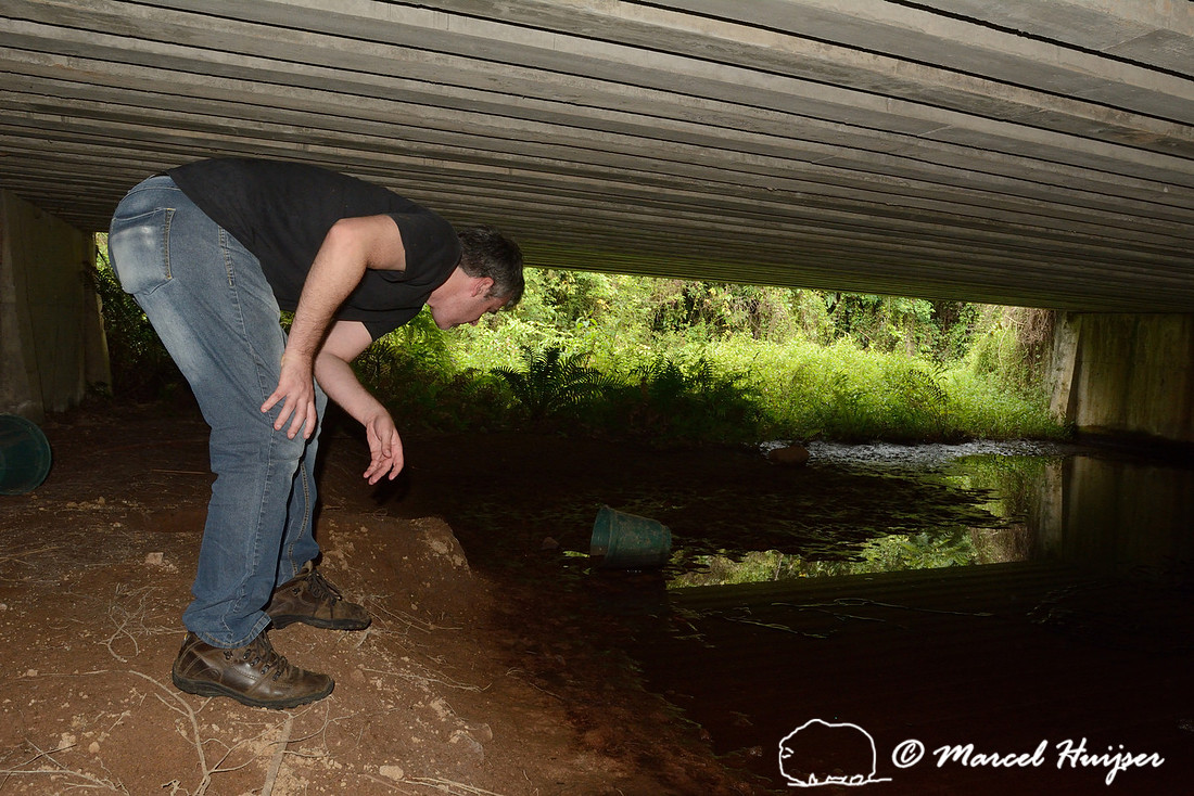Andreas Kindel looks for animal tracks at wildlife underpass, RS-486, Reserva Biológica Mata Paludosa, Rio Grande do Sul, Brazil