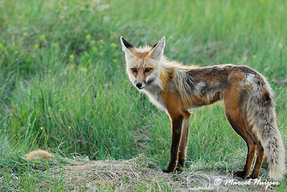 Red fox (Vulpes vulpes) returning to the den with prey (columbian ground squirrel), Montana, USA