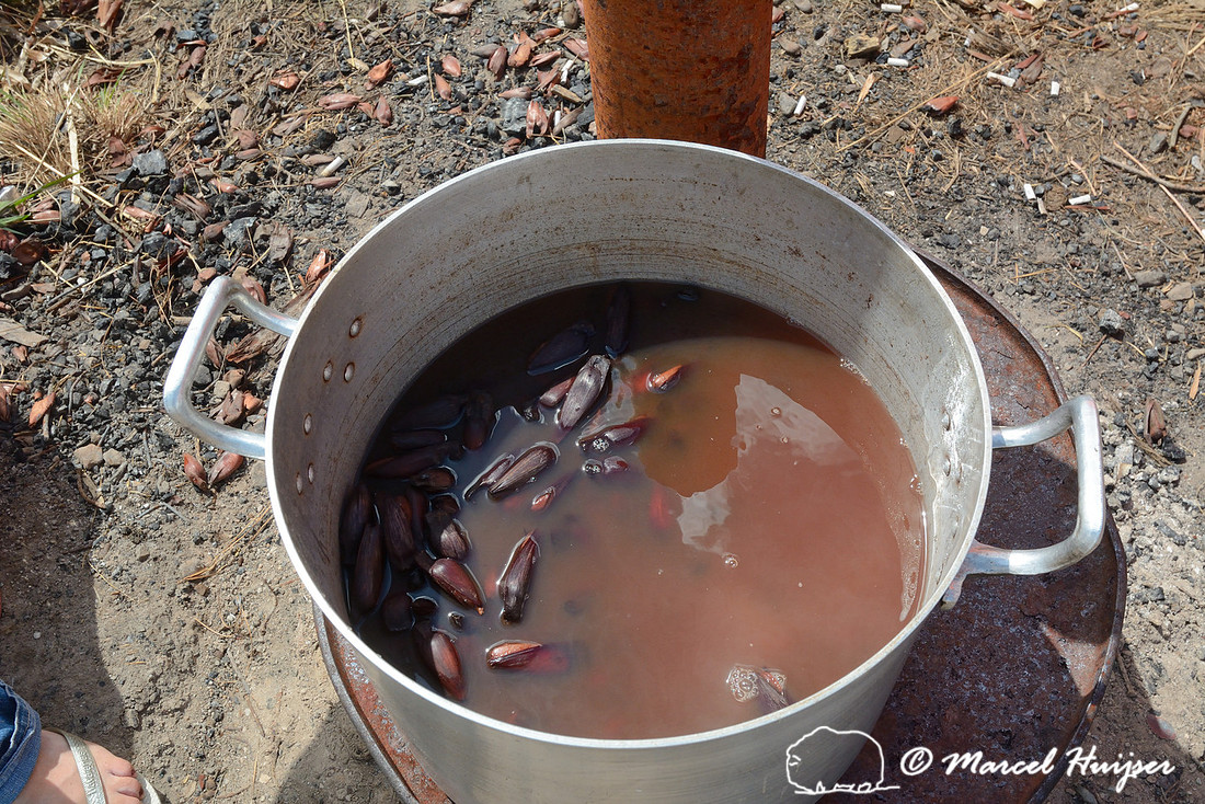 Boiling seeds (pinhão) of Brazilian pine (Araucaria angustifolia), Parque Nacional de Aparados da Serra, Rio Grande do Sul, Brazil