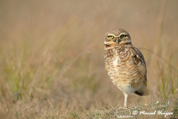 Burrowing owl (Athene cunicularia), Estação Experimental e a Estação Ecológica de Itirapina, São Paulo, Brazil